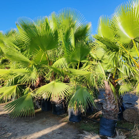 Waaierpalm | Washington Robusta | Fan Palm