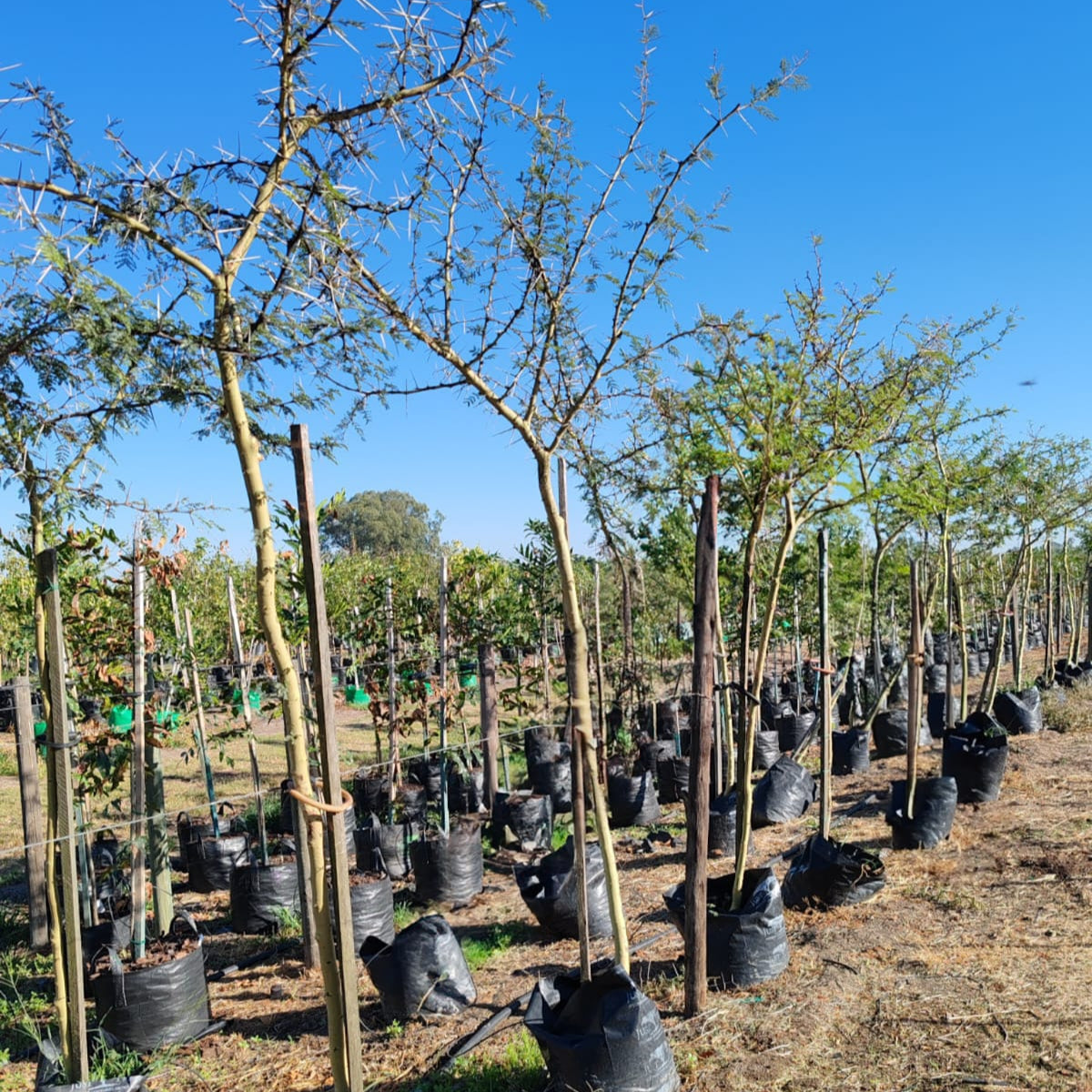 Fever Tree | Acacoa Xanthophlea – Life Tree Nursery