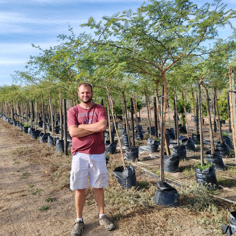 Monkey Thorn Trees | Acacia Galpinii
