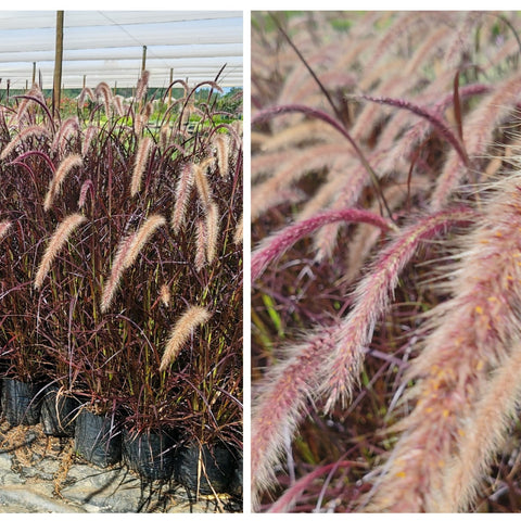 Red Fountain Grass | Pennisetum Rubrum
