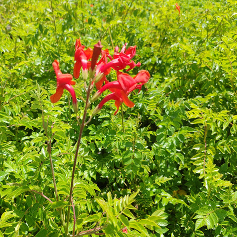 Honeysuckle | Multiple Colors
