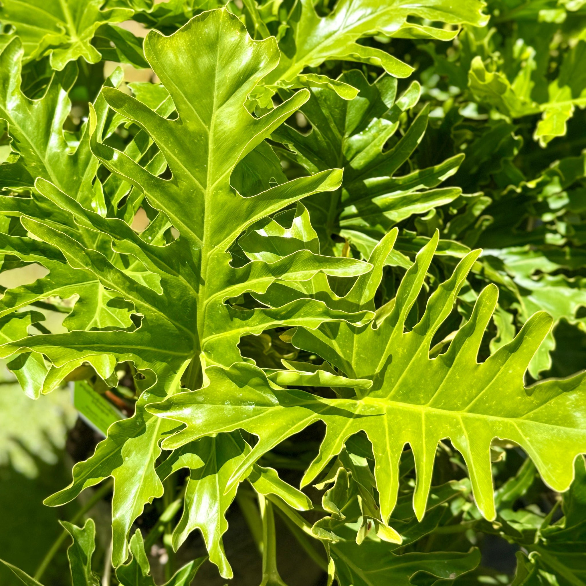 philodendron south africa Philodendron ‘Hope’
