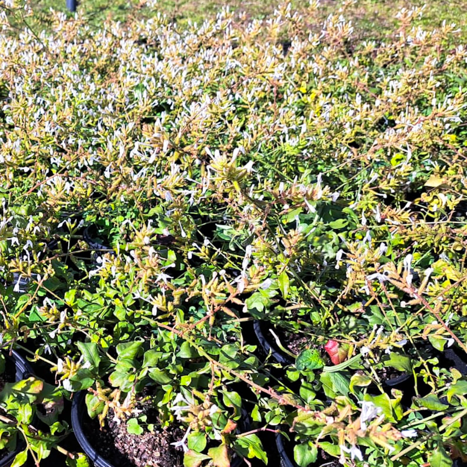 Flinbago Tree Plumbago zeylanica | Ceylon plumbago | Plumbaginaceae – Life Tree Nursery