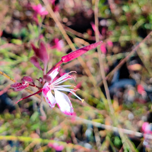 Gaura | Beeblossom | Gaura Lindheimeri