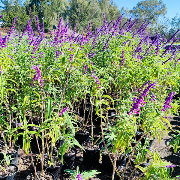 Salvia