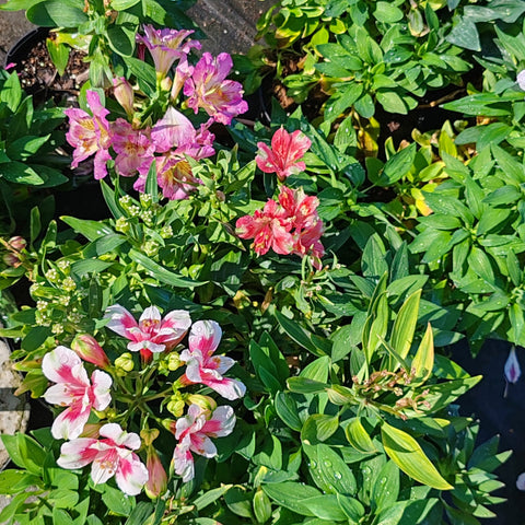 Peruvian Lily | Lily of the Incas | Princess Lily | Alstroemeria
