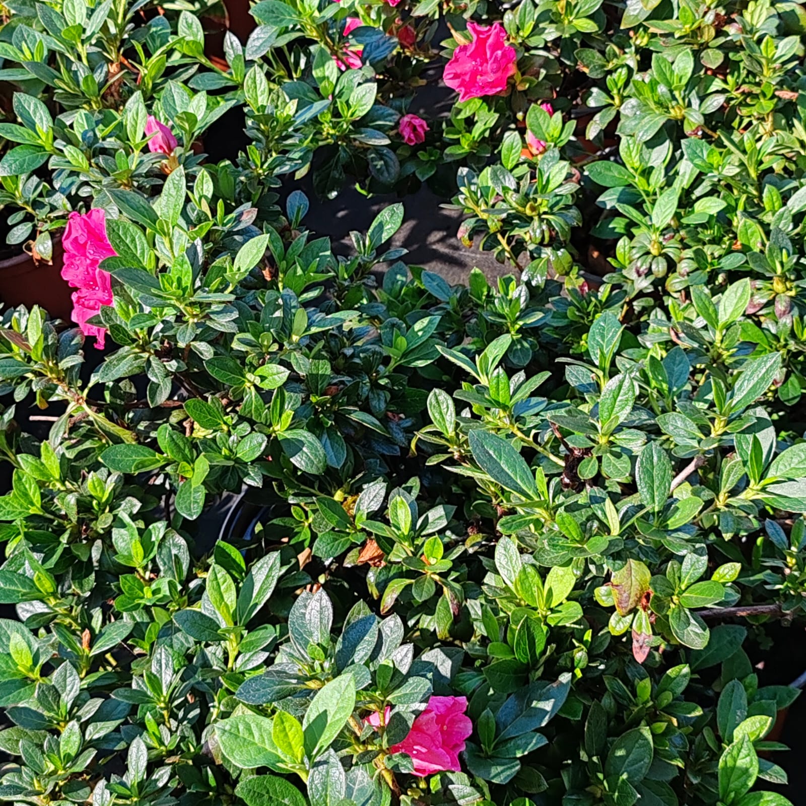 Azalea | Rhododendron