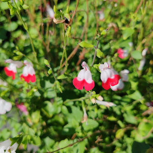Salvia
