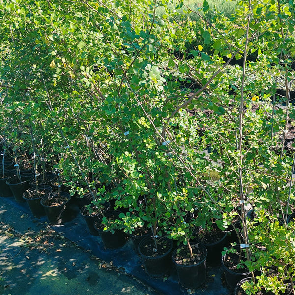 Rhus Crenata | Searsia Crenata | Dune Crow-berry