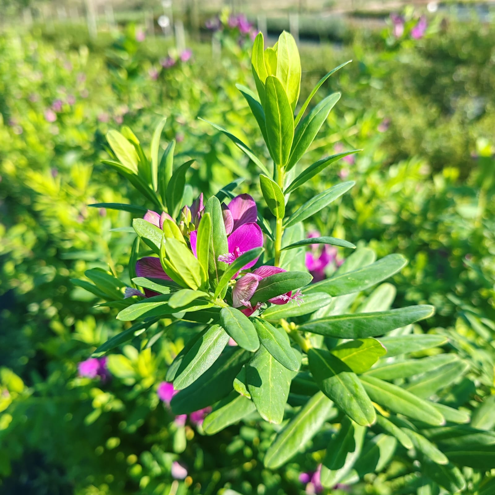 September Bush | Polygala myrtifolia