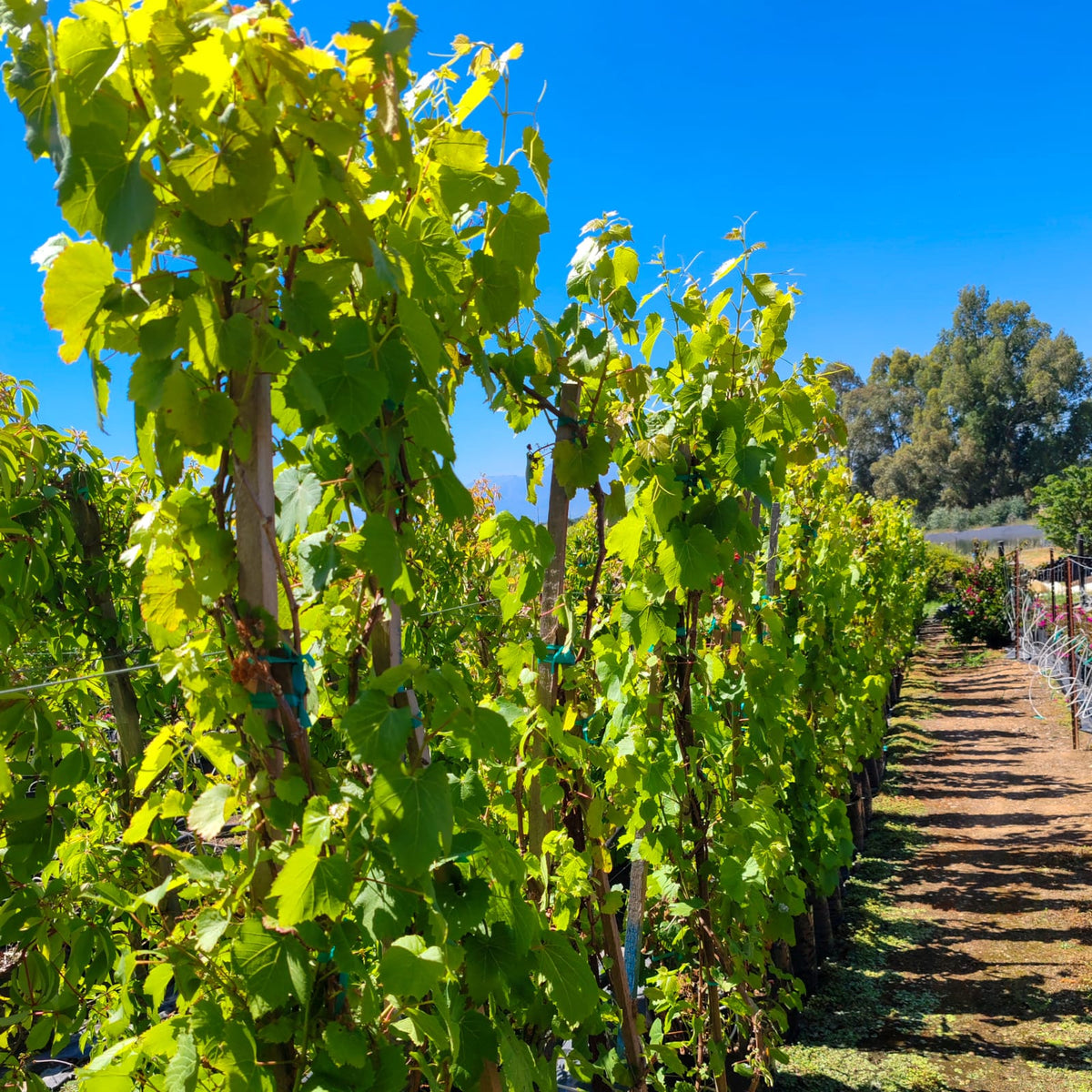 Vitis Vinifera | Ornamental Grape Vine – Life Tree Nursery