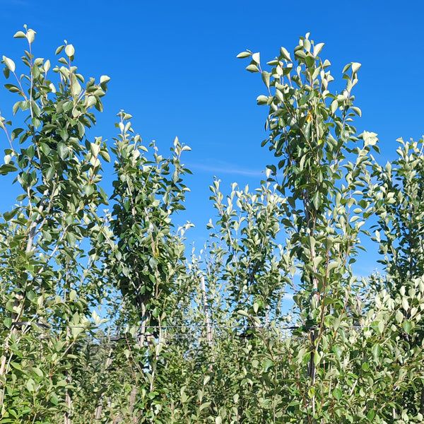 Chinese Poplar Tree's | Populus Simonii