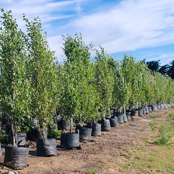 Chinese Poplar Tree's | Populus Simonii