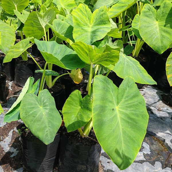 elephant ear plant cape town Elephant Ears | Alocasia