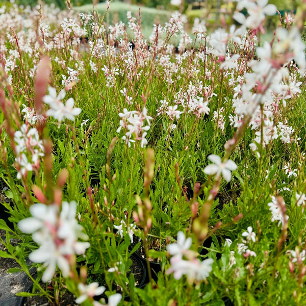 Gaura | Beeblossom | Gaura Lindheimeri