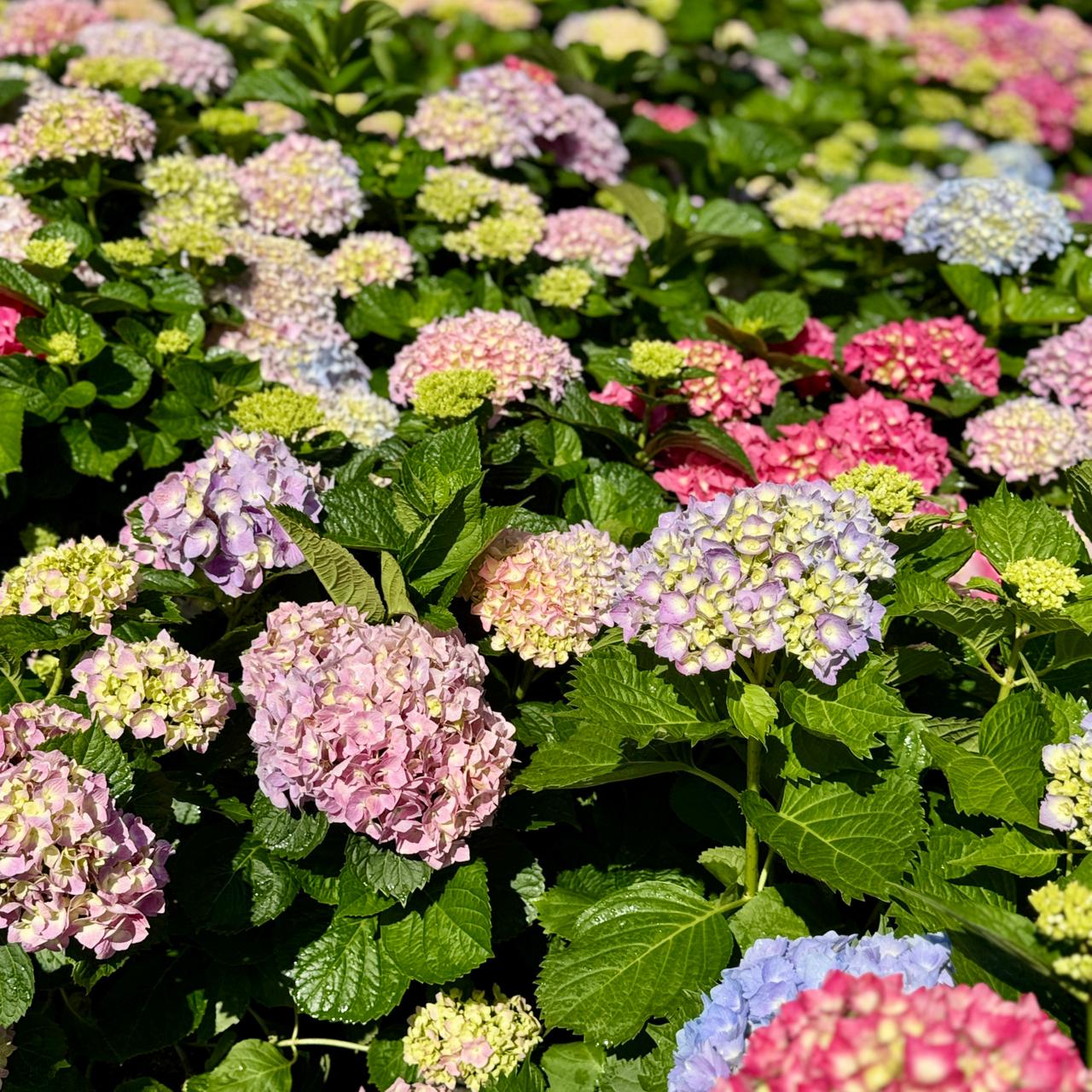フラワー・リース hkr0820 Hydrangea | South-African Christmas Roses – Life Tree Nursery