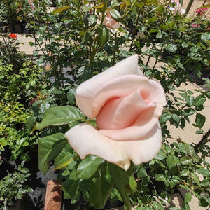 Hybrid Tea Kolbe's Diamond | Rose