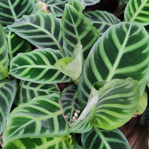 Calathea Zebrina | Zebra Plant