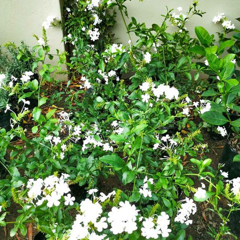 Plumbago Auriculata