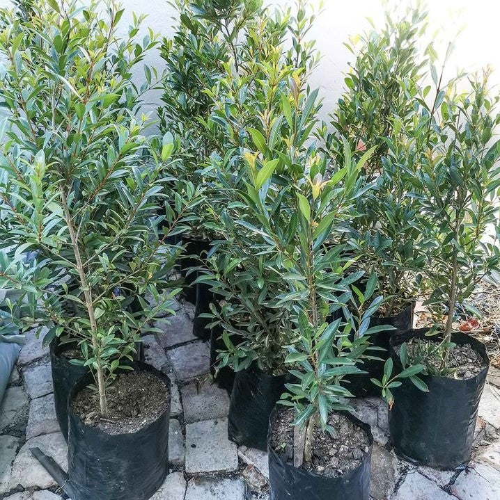 Eugenia | Syzygium Paniculatum | Australian Brush Cherry