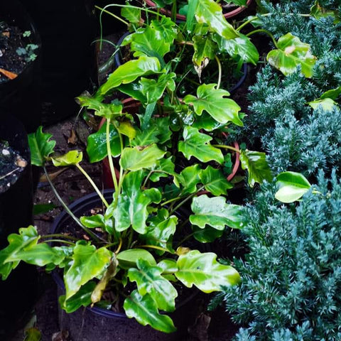 Philodendron Xanadu