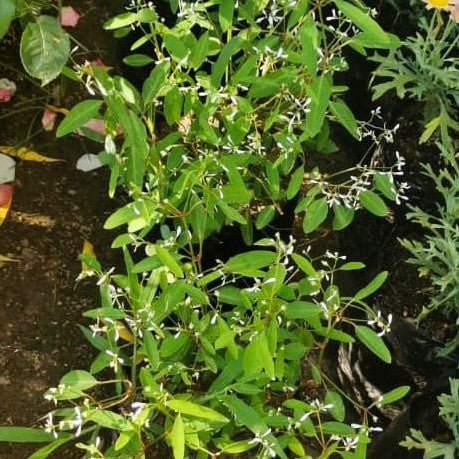 Euphorbia Diamond Frost