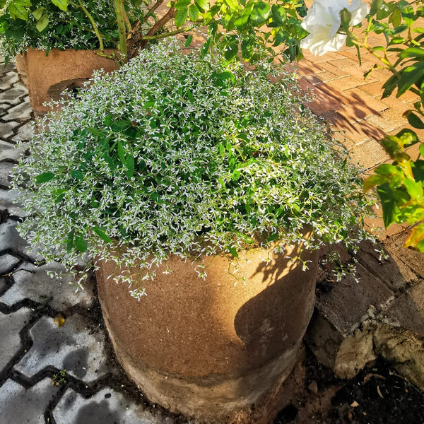 Euphorbia Diamond Frost