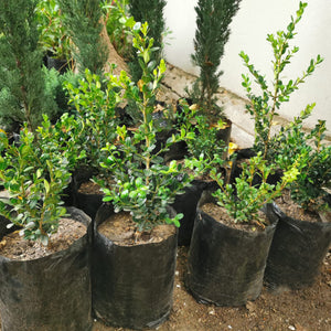 Small-Leaved Boxwood | Buxus Microphylla 'Faulkner'