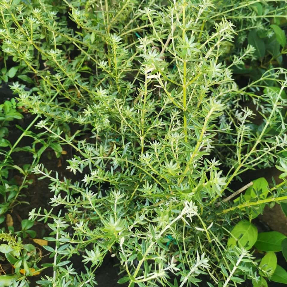 Australian Coastal Rosemary | Westringia Fructicosa