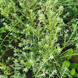 Australian Coastal Rosemary | Westringia Fructicosa