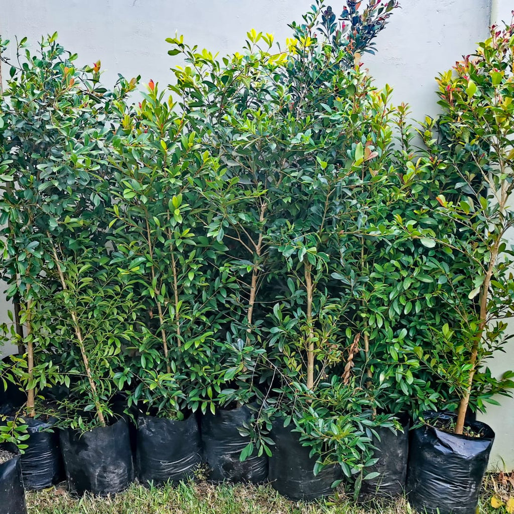 Eugenia | Syzygium Paniculatum | Australian Brush Cherry – Life Tree