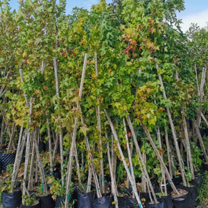 Liquidambar styraciflua | Sweet Gum | Amberboom