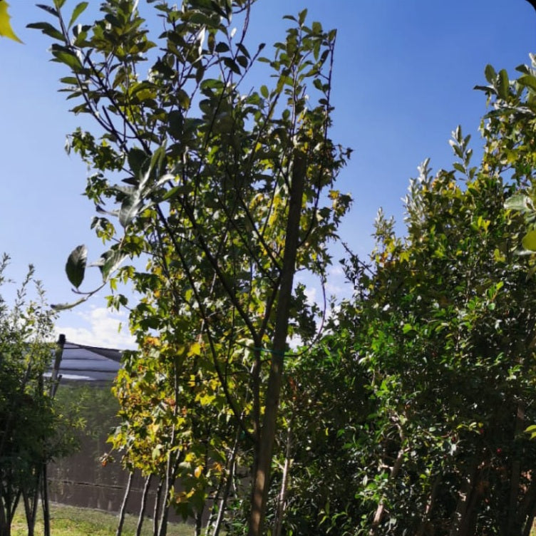 Silver Oak Tree Brachylaena discolor Kusvaalbos Life Tree Nursery