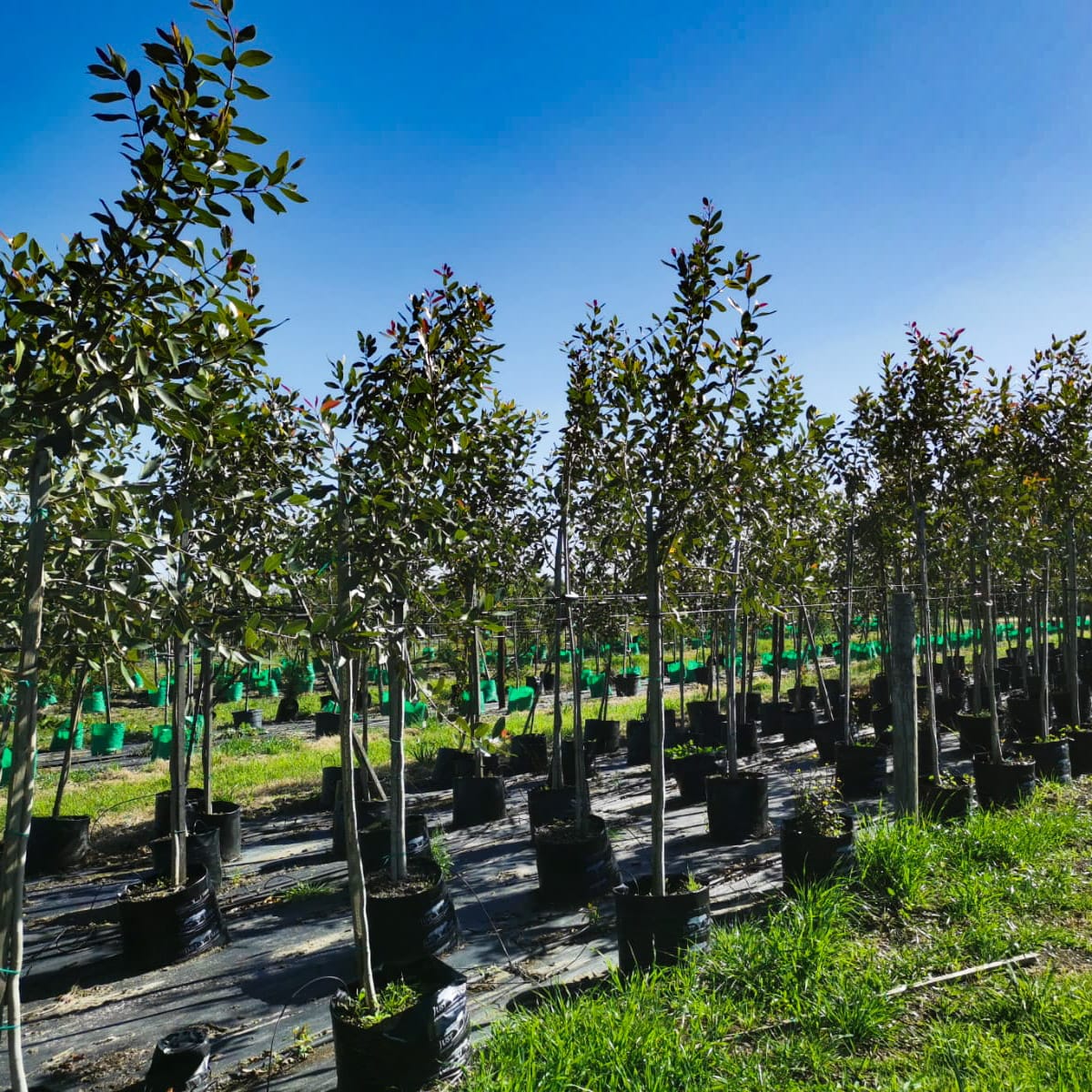 Water Pear | Syzyguim guineese | Waterpear