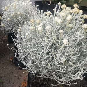 Leucophyta Brownii | Cushion Bush