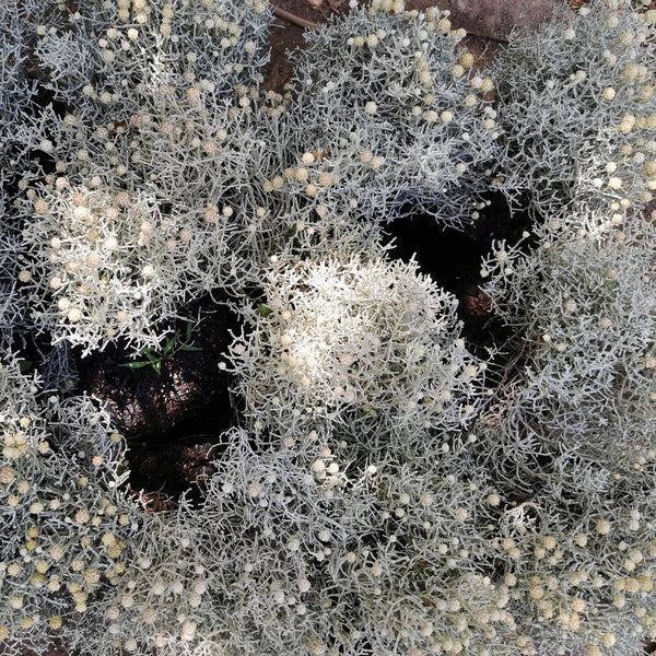 Leucophyta Brownii | Cushion Bush