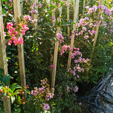 Pride of India | Lagerstroemia Indica | Skubliesroos