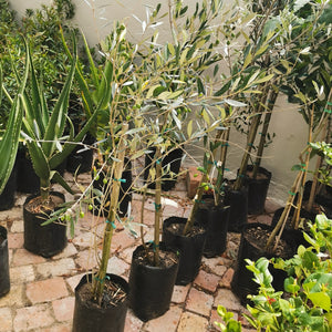 Olive 'Frantoio' | Olea Europaea 'Frantoio'