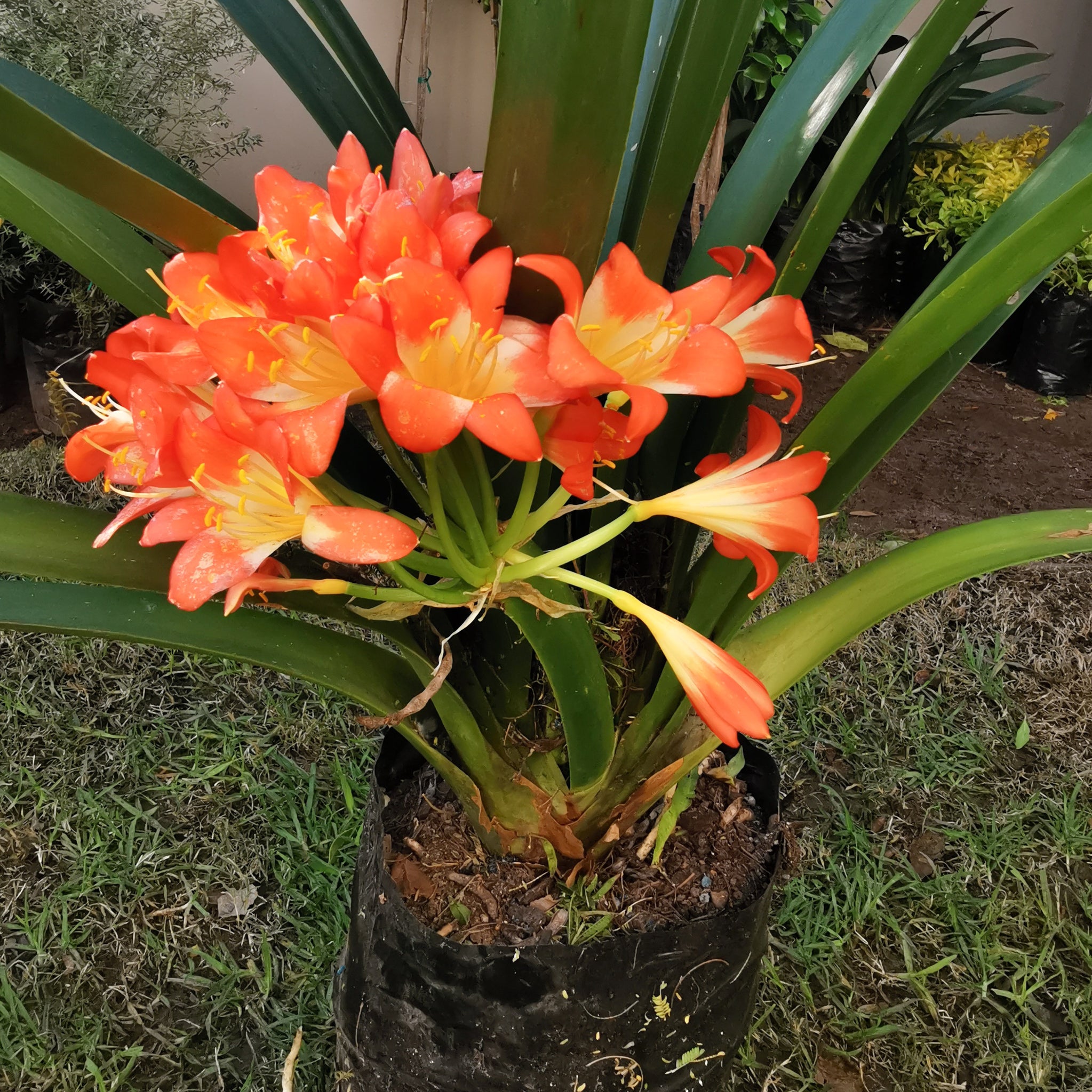 St John's Lily | Clivia | Belgian Hybrid