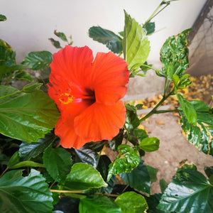 Hibiscus | Hibiscus rosa-sinensis