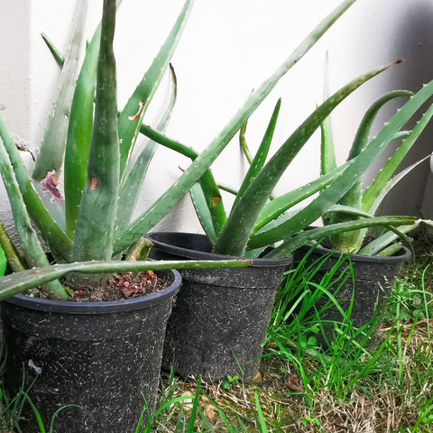 Aloe Vera | Aloe Barbadensis
