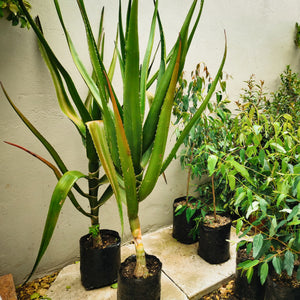 Tree Aloe | Aloe Bainesii