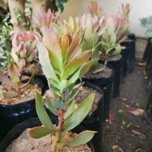 Protea Sylvia