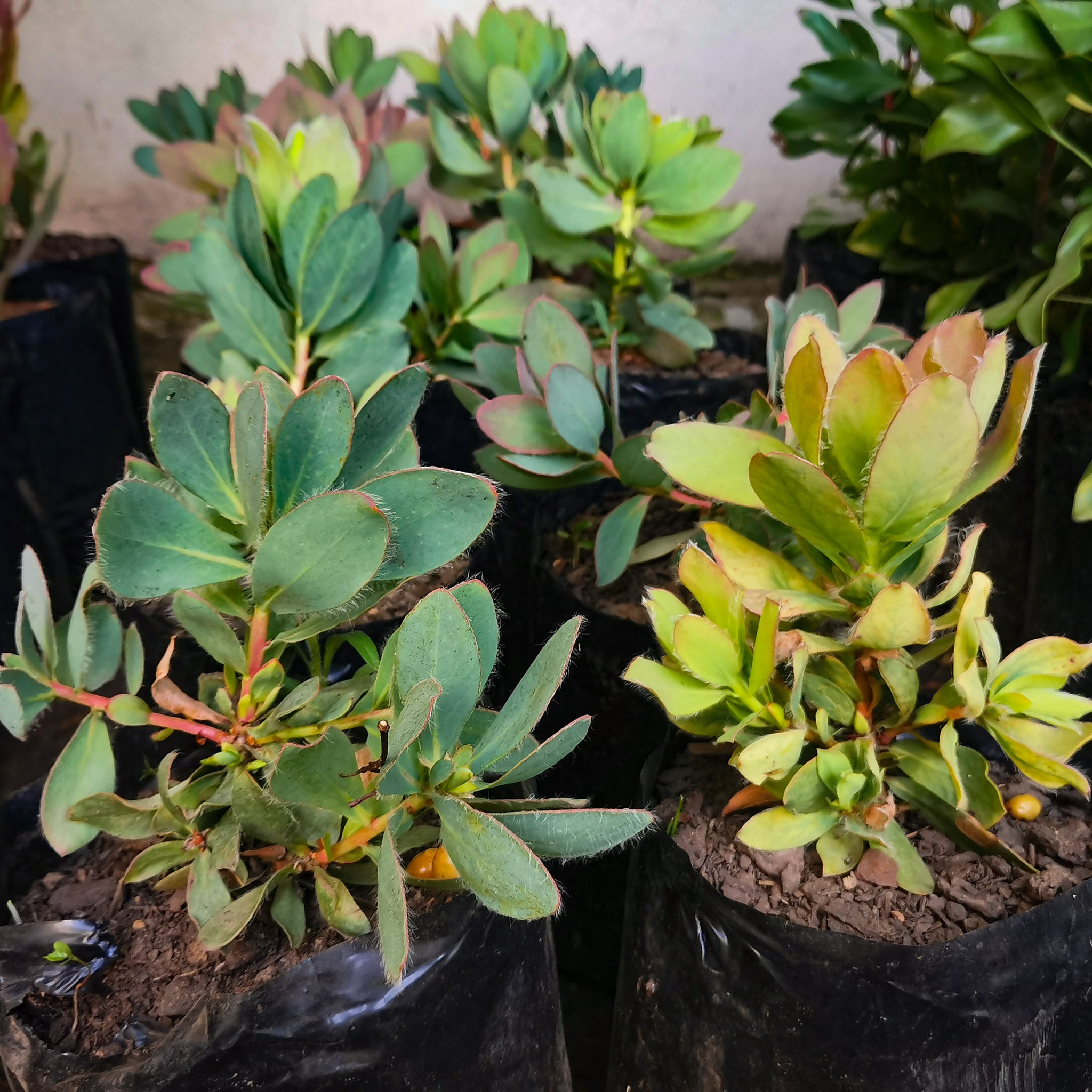 Protea Grandiceps | Red Sugarbush