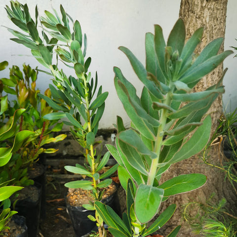 Protea Carnival