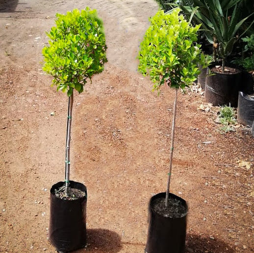 Ficus Standard Lollipop | Ficus Microcarpa Nitida