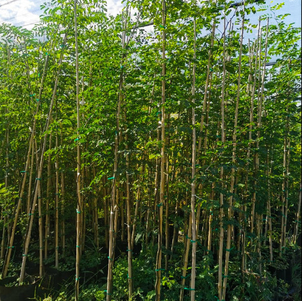 『 Green Leopard fam 』by Zuberi 60*60cm Green Leopard fam 』by Zuberi 60*60cm Zebra-leopard fusion