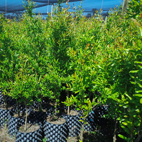 Pomegranate Wonderful | Punica Granatum 'Wonderful'
