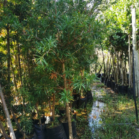 Real Yellowwood | Afrocarpus latifolius | Opregte Geelhout