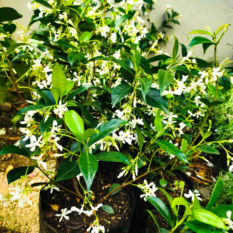 Star Jasmine | Trachelospermum Jasminoides
